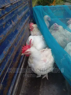 Broilers Available. Hot Sale