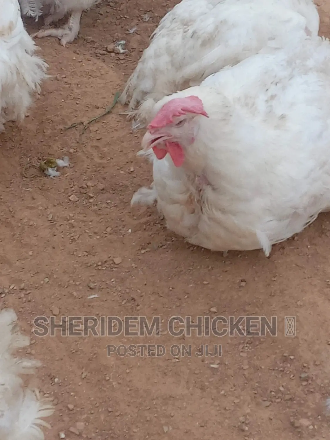 Broilers Available. Hot Sale