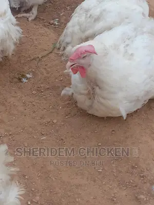 Broilers Available. Hot Sale