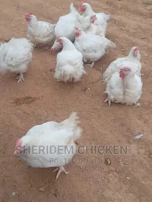 Broilers Available. Hot Sale