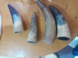 Original Cow Horn
