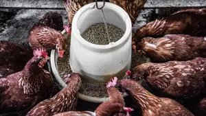 Poultry Feeder Fowl Chicken, , , , ,
