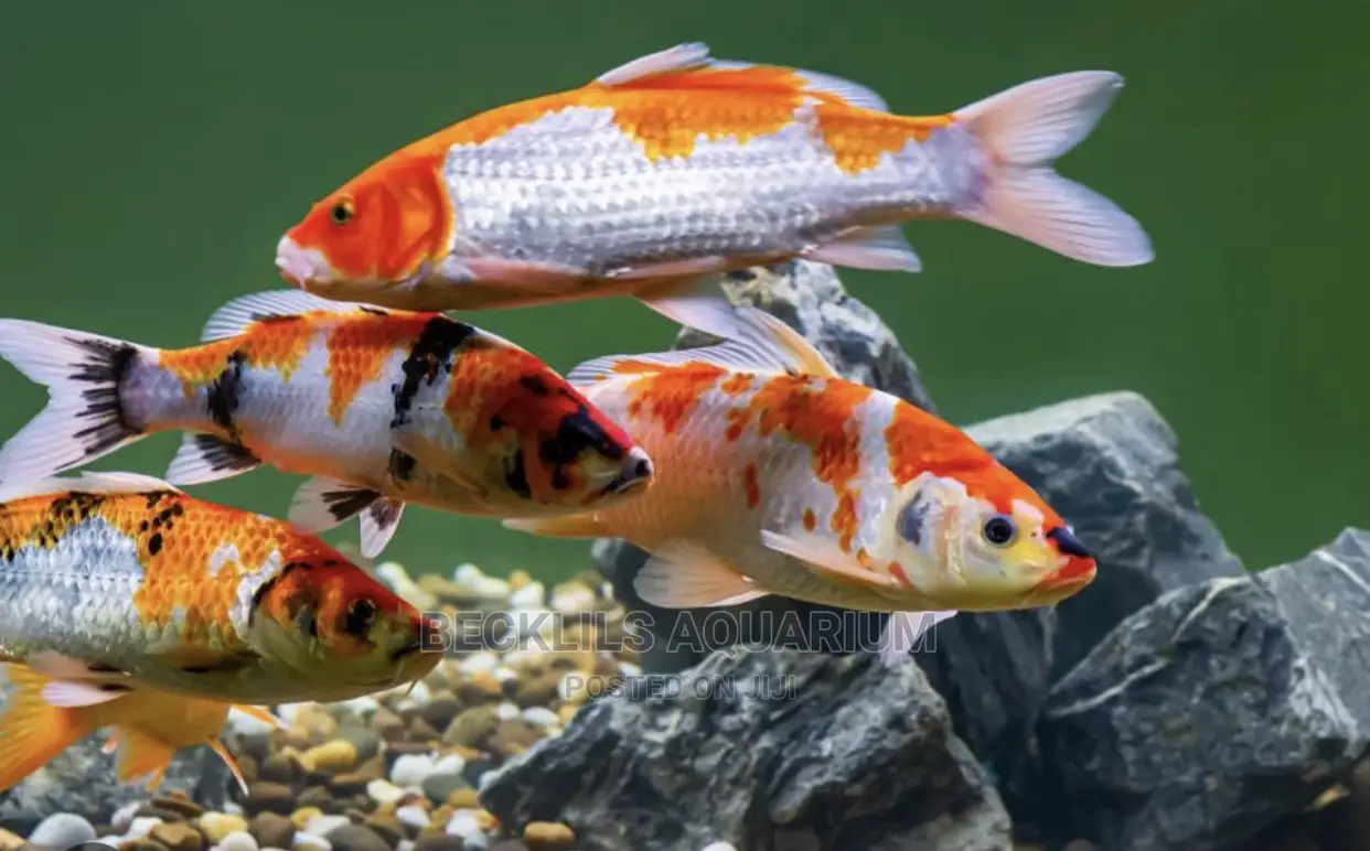 Koi’S Fish Available