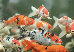 Koi’S Fish Available
