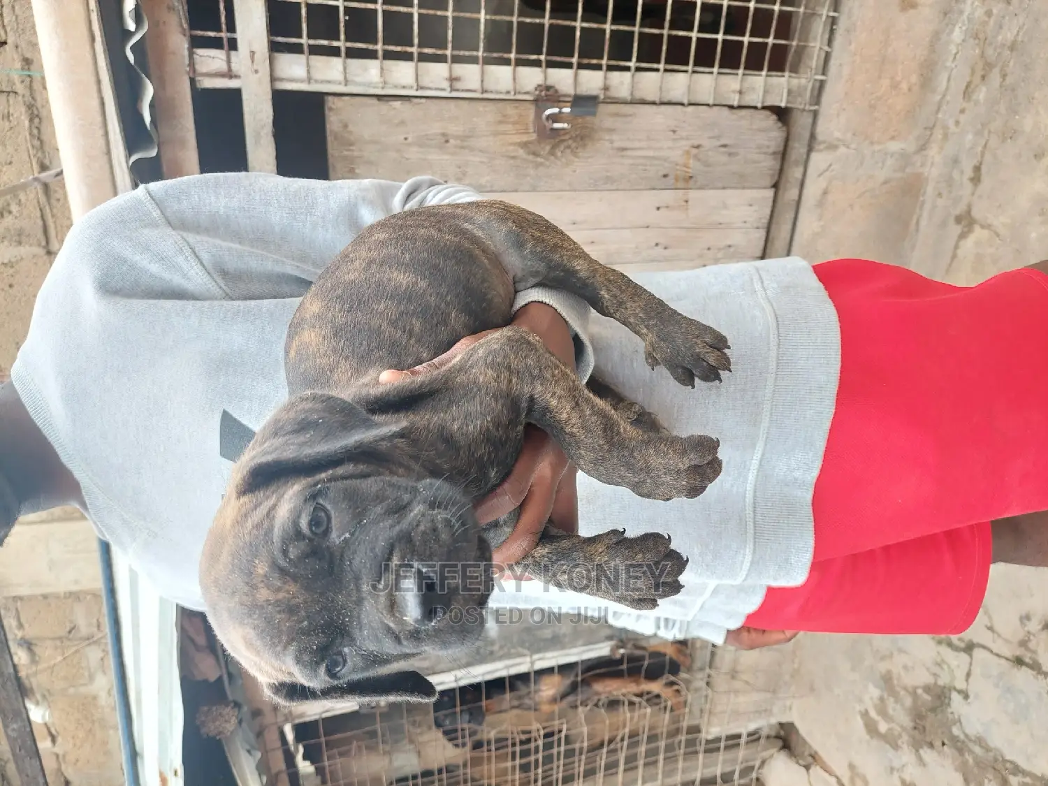 1-3 months Male Purebred Boerboel