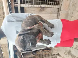 1-3 months Male Purebred Boerboel