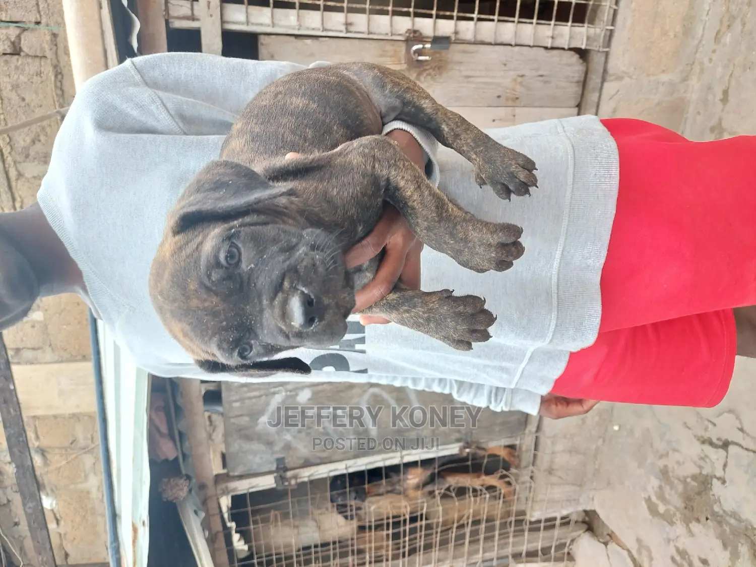 1-3 months Male Purebred Boerboel