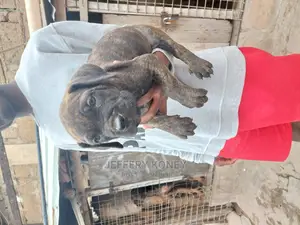 1-3 months Male Purebred Boerboel