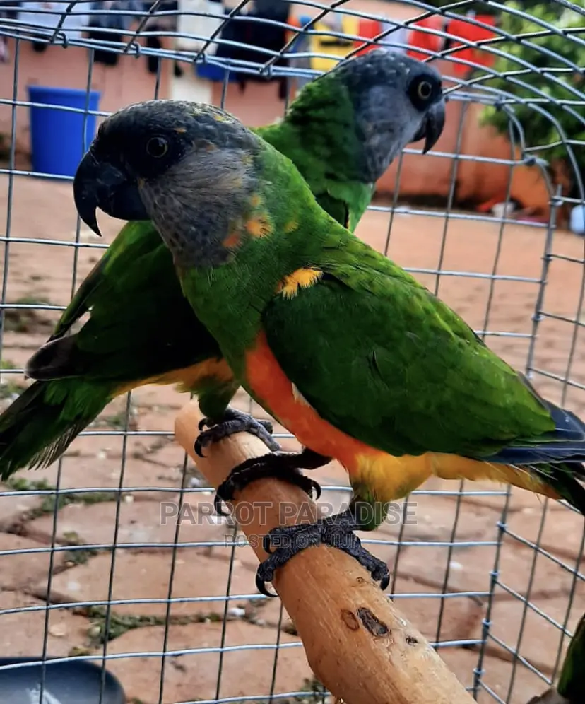 Senegalese Parrot