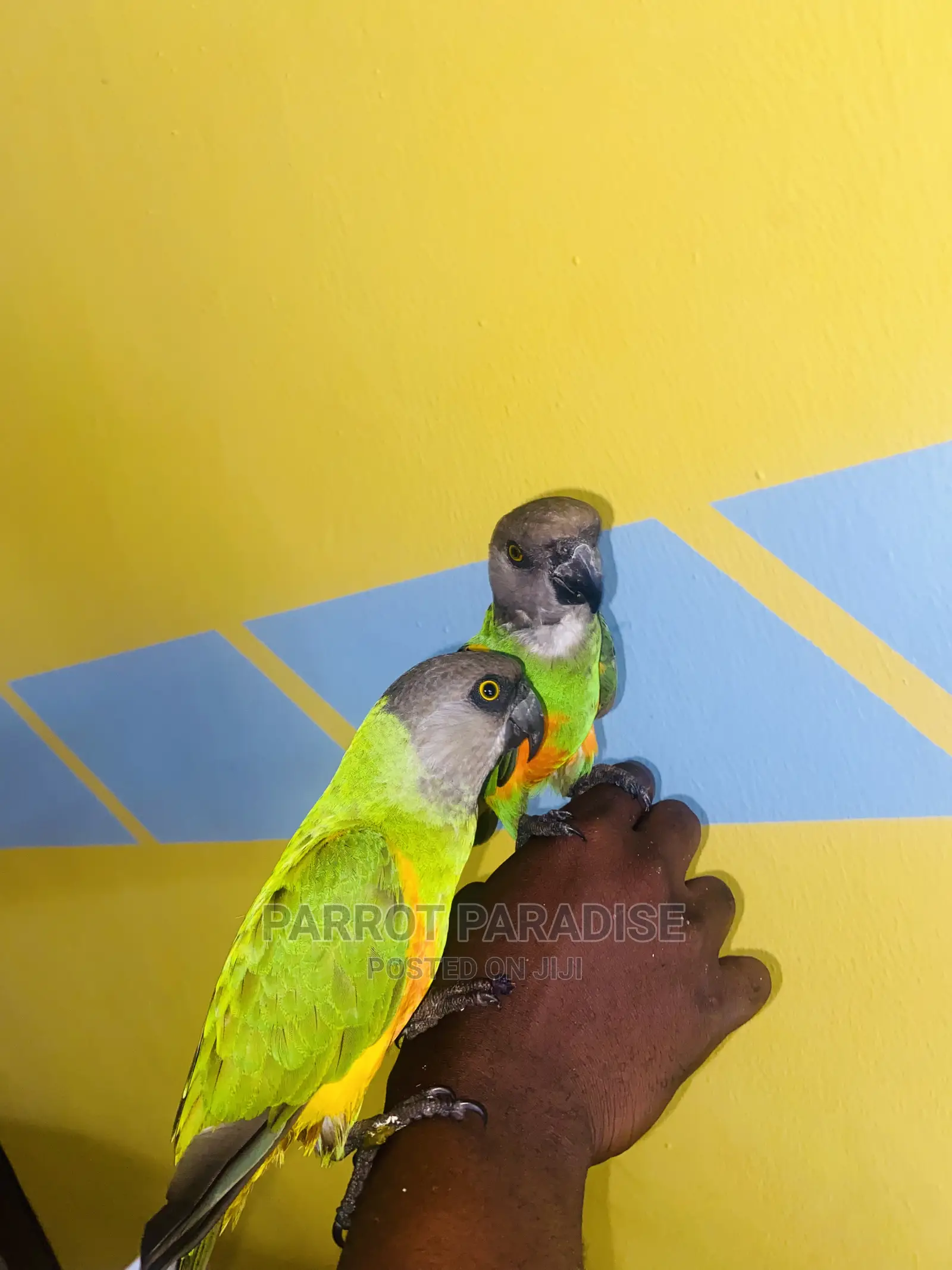 Senegalese Parrot