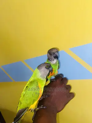 Senegalese Parrot