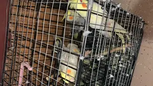 1 Single Cockatiel