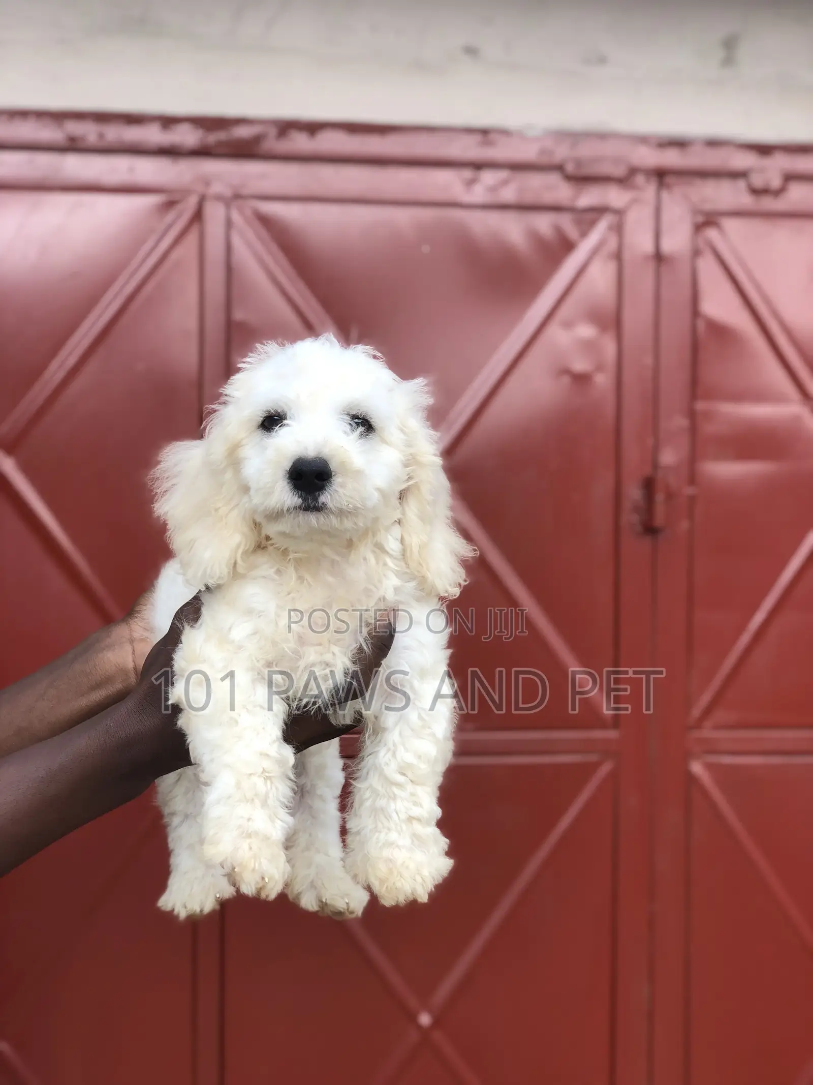 3-6 months Male Purebred Poodle