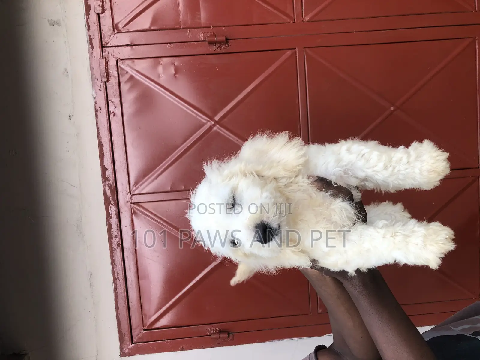3-6 months Male Purebred Poodle