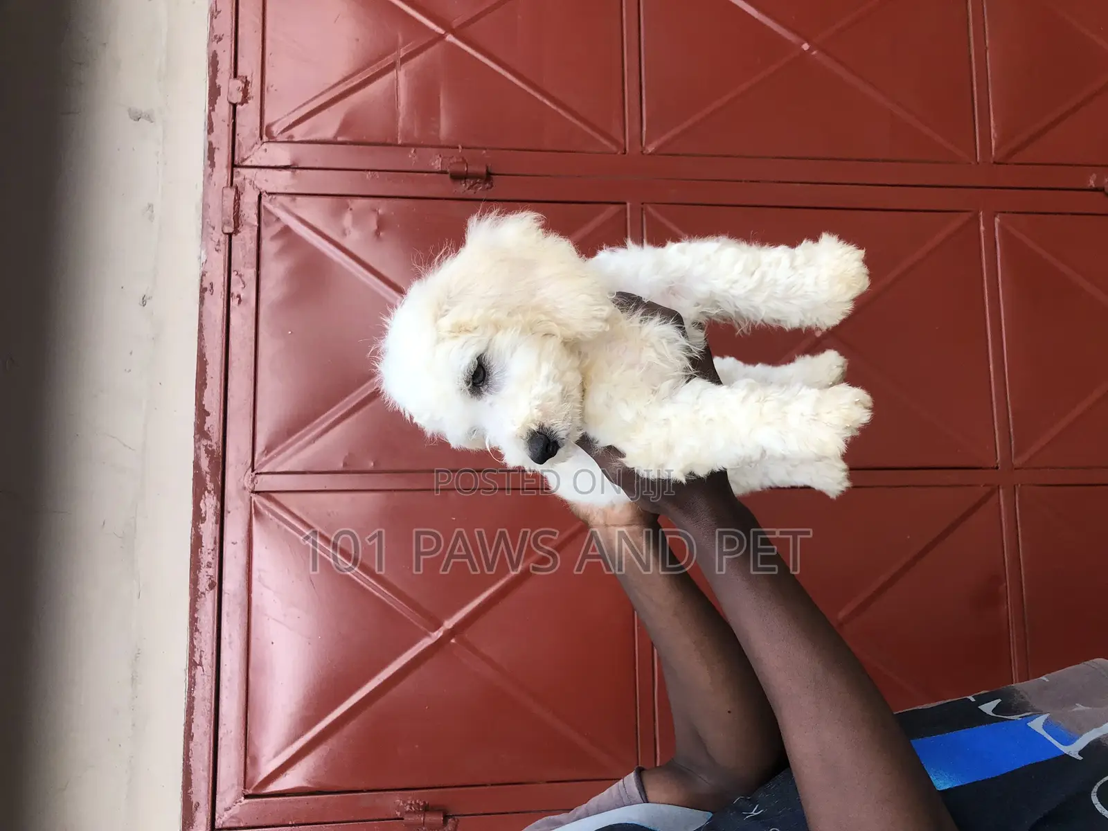 3-6 months Male Purebred Poodle