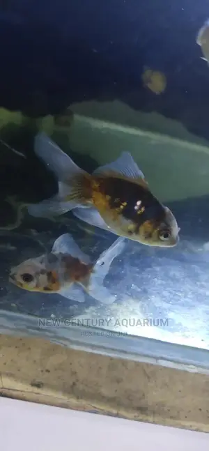 Kalico Fish