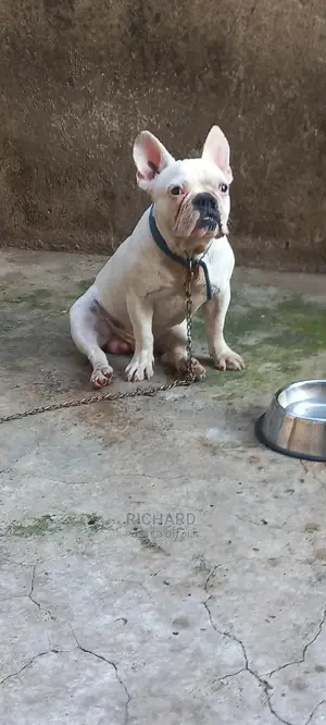 French Bulldog For Stud/Crossing Services