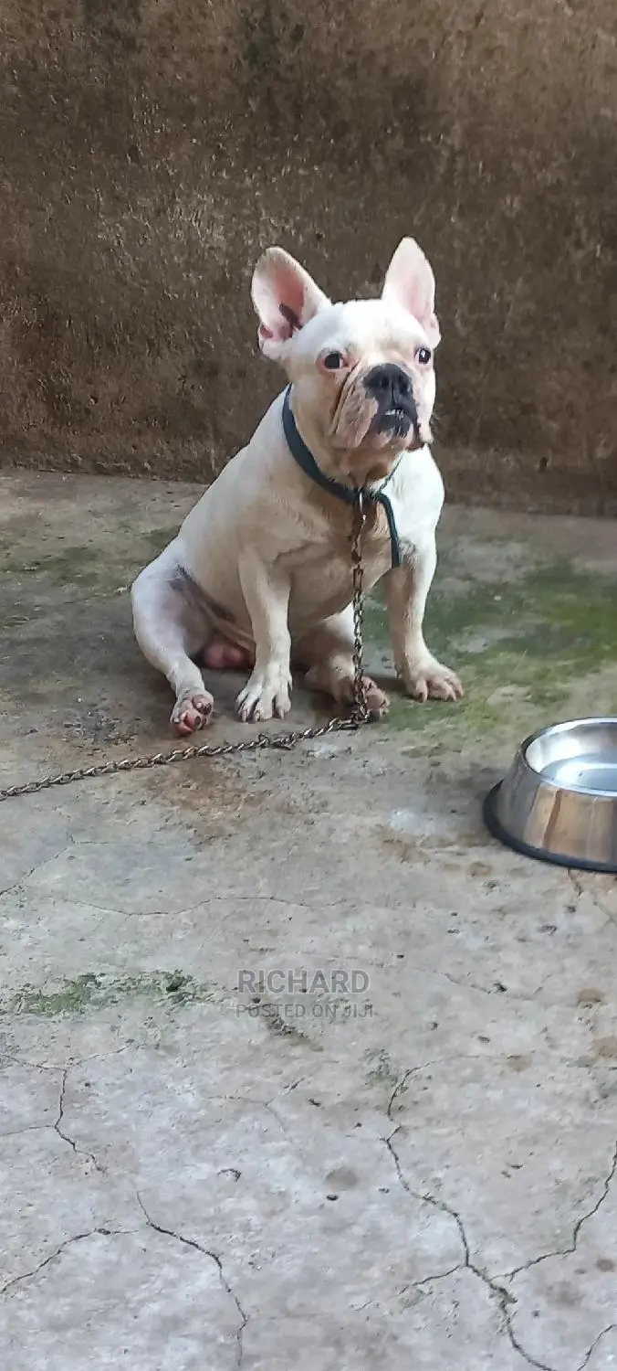 French Bulldog For Stud/Crossing Services