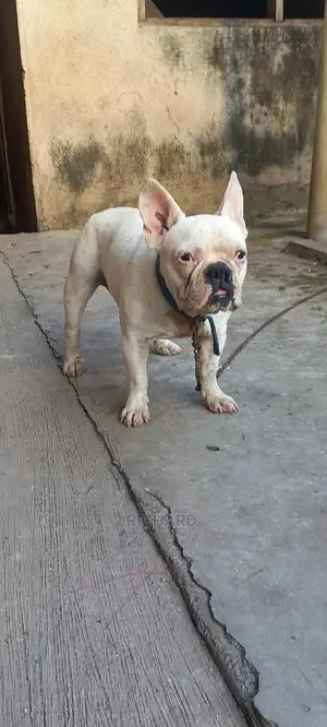 French Bulldog For Stud/Crossing Services