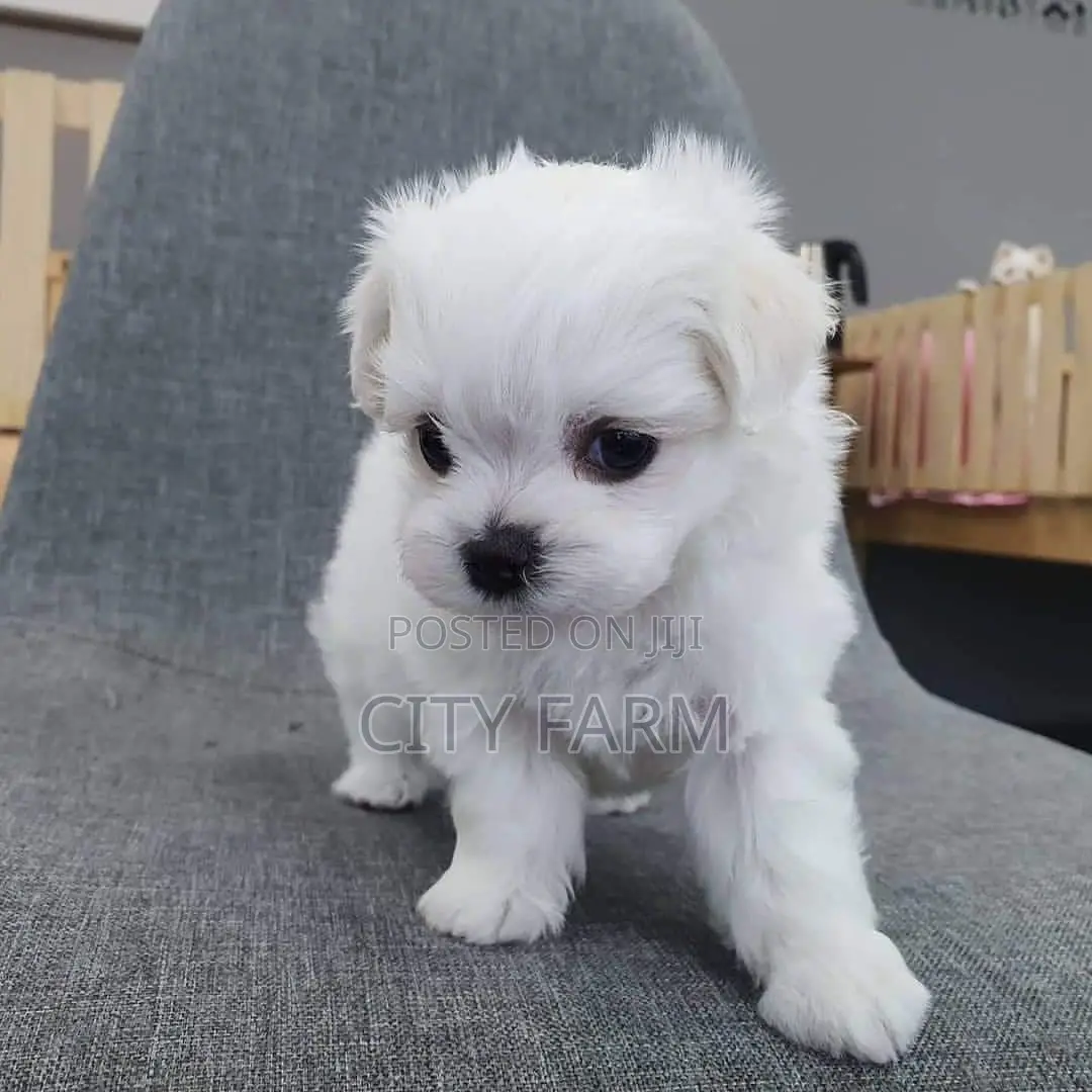 1-3 months Male Purebred Maltese