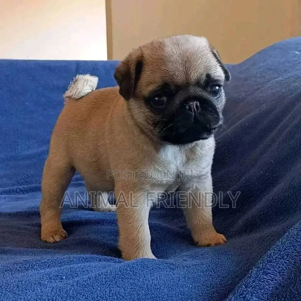 1-3 months Male Purebred Pug