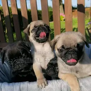 1-3 months Male Purebred Pug