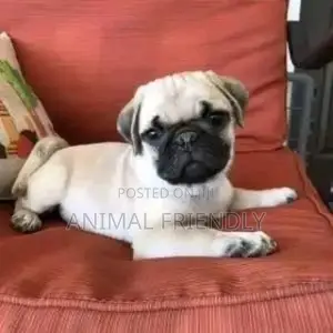 1-3 months Male Purebred Pug