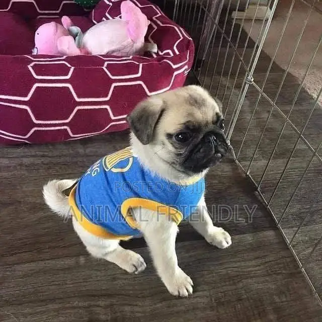 1-3 months Male Purebred Pug