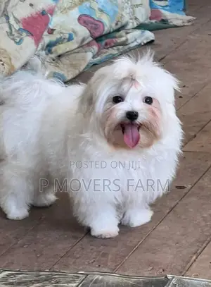 1-3 months Male Purebred Poodle