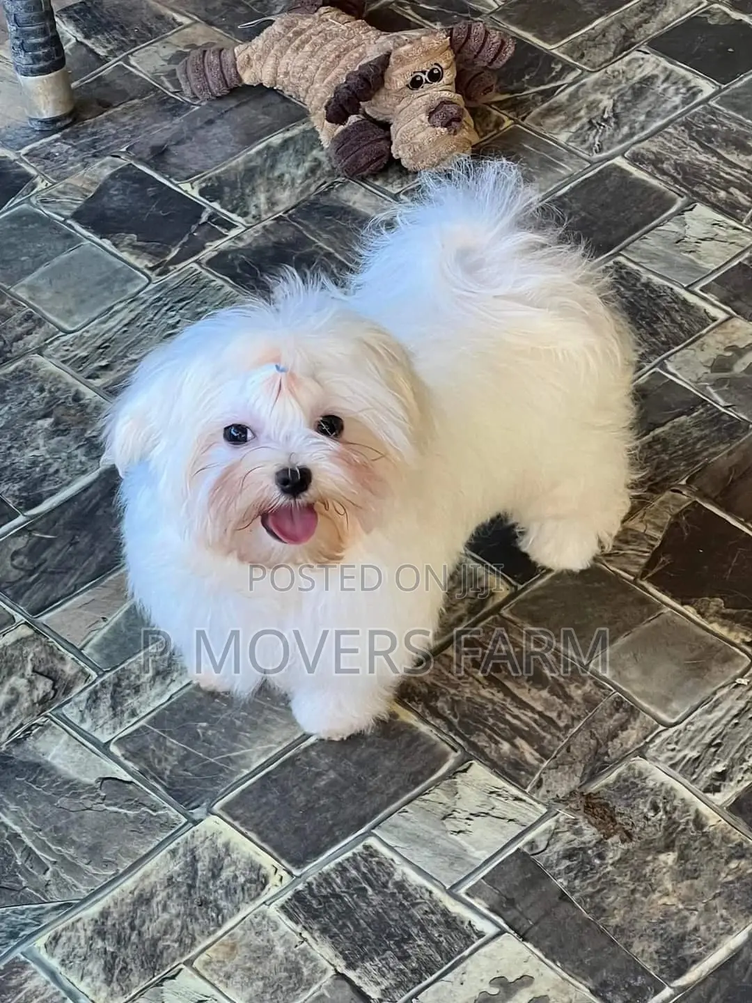 1-3 months Male Purebred Poodle