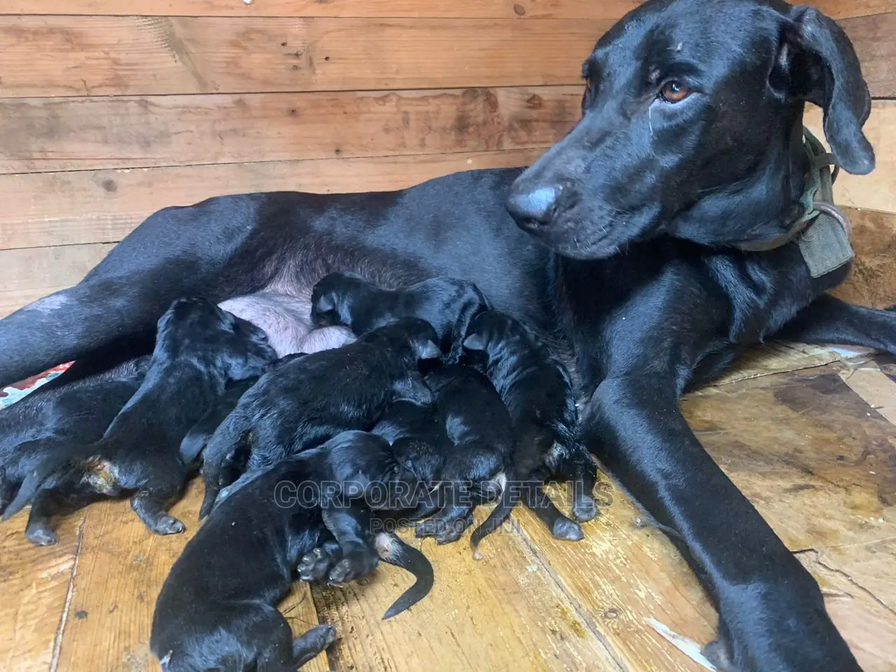 1-3 months Male Purebred Doberman Pinscher