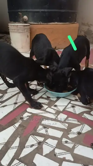 1-3 months Female Purebred Doberman Pinscher