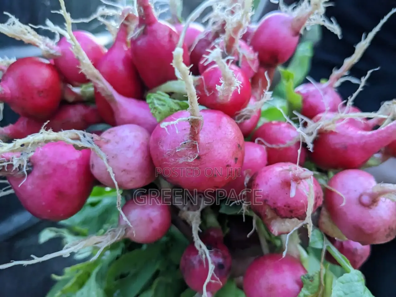 Organic Fresh Radish Harvest