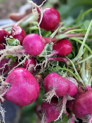 Organic Fresh Radish Harvest