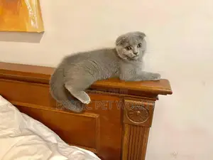 1-3 months Male Purebred Scottish Fold