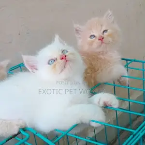 1-3 months Male Purebred Persian