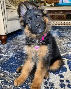 1-3 months Male Purebred German Shepherd