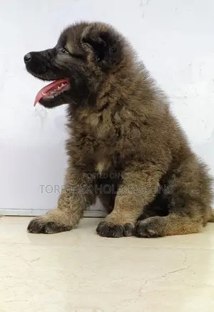 1-3 months Female Purebred Caucasian Shepherd
