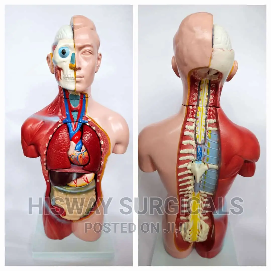 Torso Training Manikin