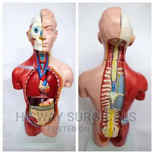 Torso Training Manikin