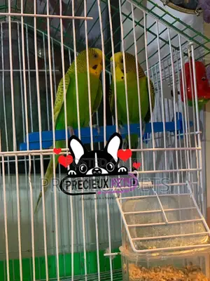 Pair of Budgies