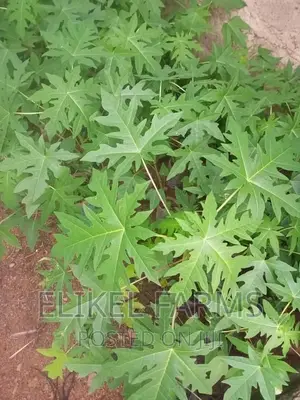 Solo Pawpaw Seedlings