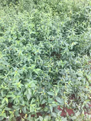 100 Acres of Farm Land for Sale at Kumawu Area