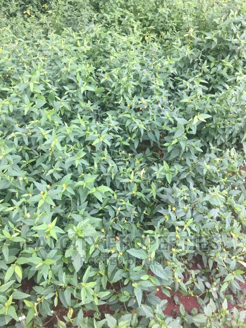 100 Acres of Farm Land for Sale at Kumawu Area
