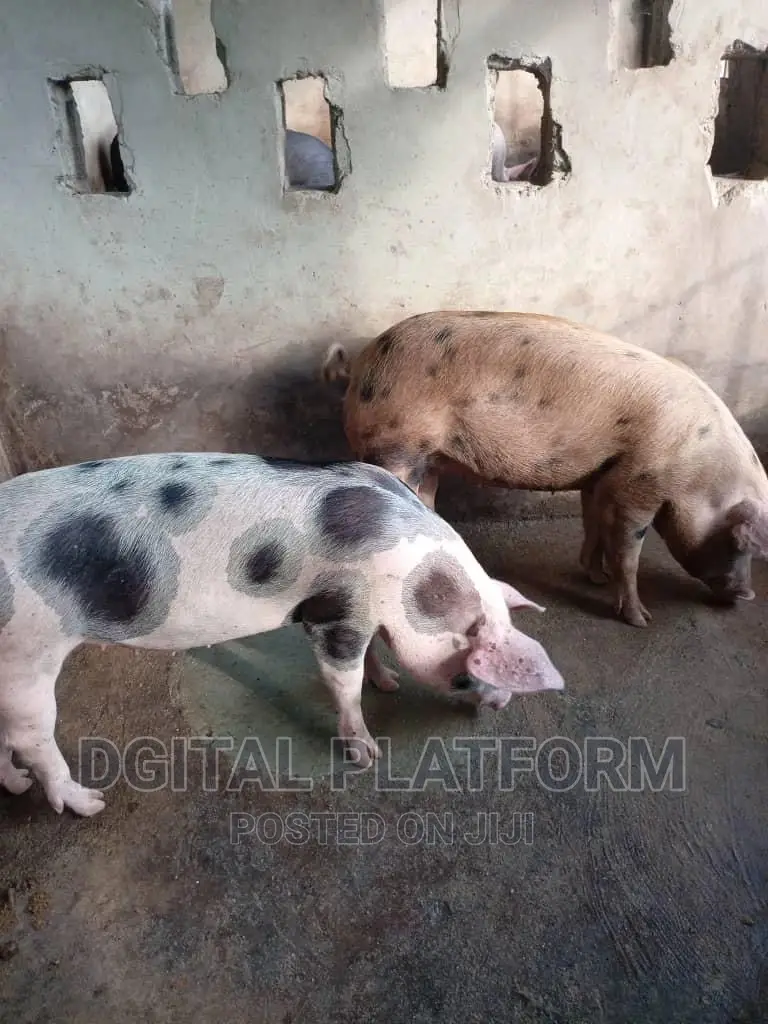 Pigs and Piglets Available (Pietrain, Duroc, White Breeds)