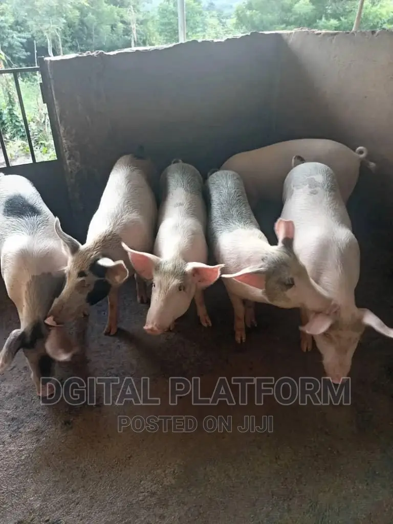 Pigs and Piglets Available (Pietrain, Duroc, White Breeds)