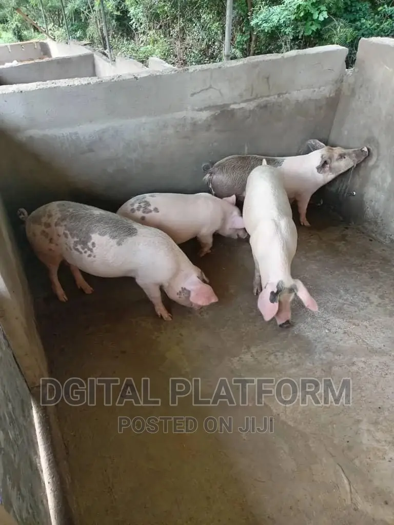 Pigs and Piglets Available (Pietrain, Duroc, White Breeds)