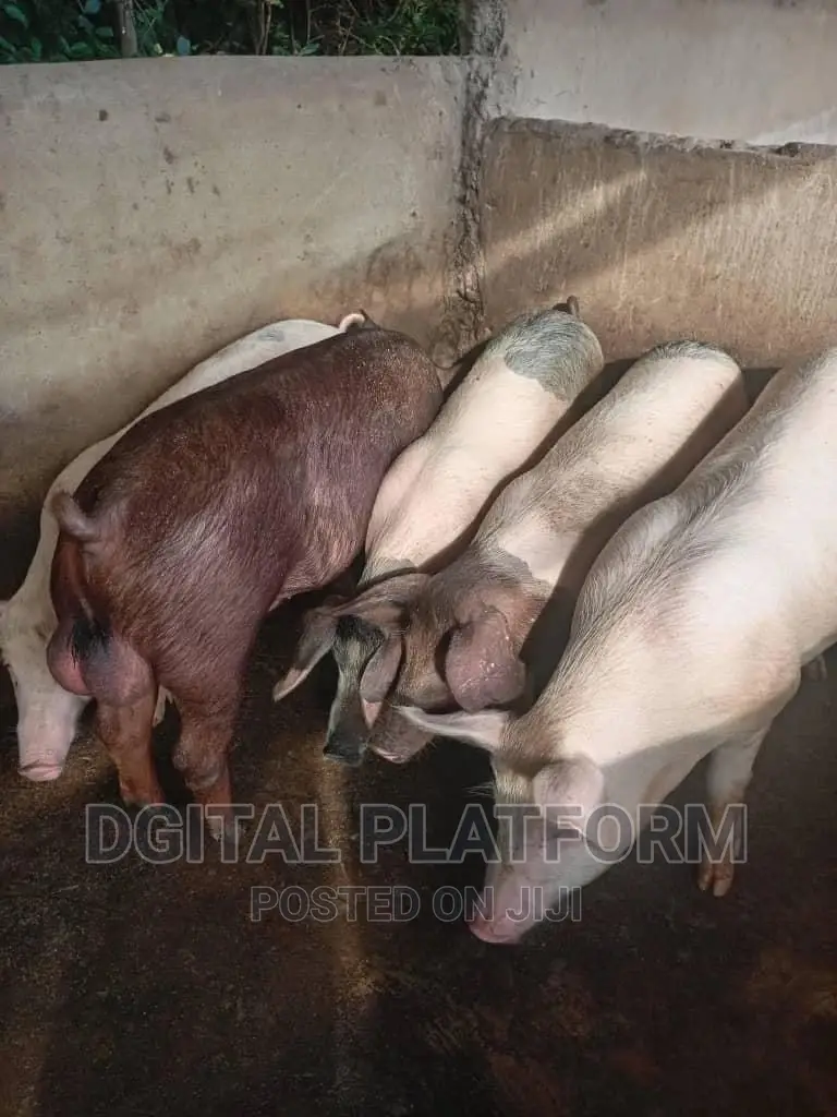 Pigs and Piglets Available (Pietrain, Duroc, White Breeds)