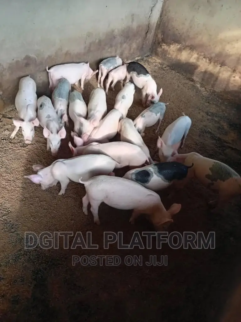 Pigs and Piglets Available (Pietrain, Duroc, White Breeds)