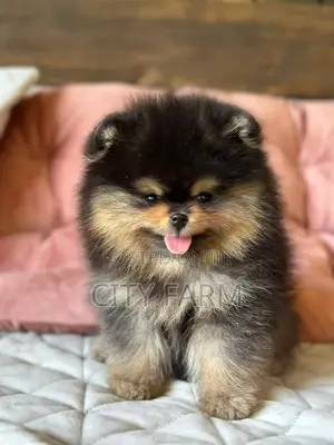 1-3 months Male Purebred Pomeranian